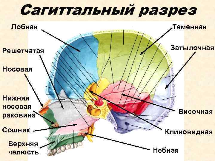 Сагиттальный разрез Лобная Решетчатая Теменная Затылочная Носовая Нижняя носовая раковина Сошник Верхняя челюсть Височная