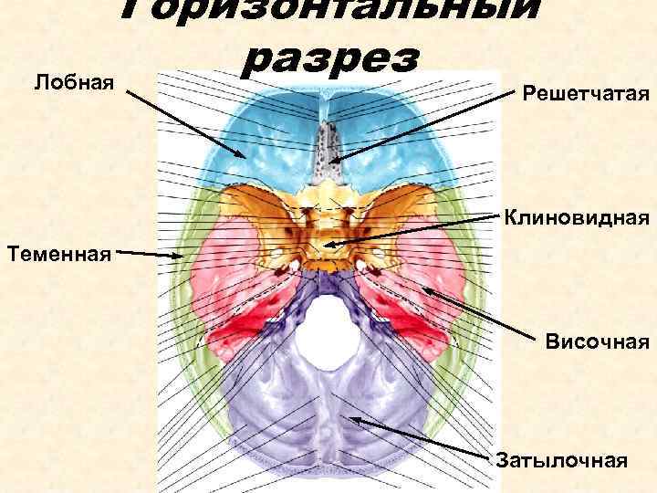 Горизонтальный разрез Лобная Решетчатая Клиновидная Теменная Височная Затылочная 