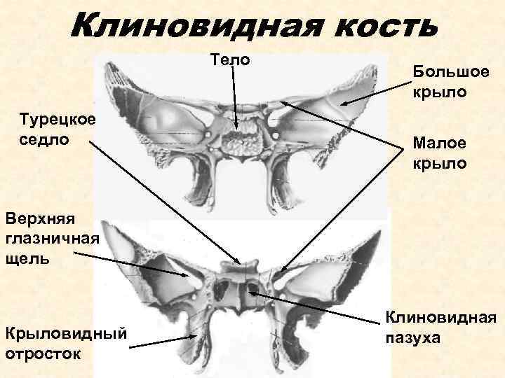 Клиновидная кость Тело Турецкое седло Большое крыло Малое крыло Верхняя глазничная щель Крыловидный отросток