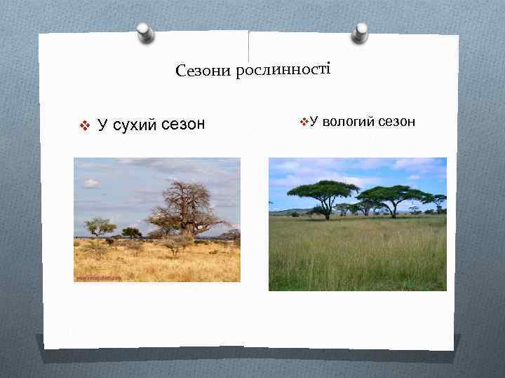 Сезони рослинності v У сухий сезон v. У вологий сезон 