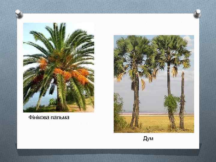Фінікова пальма Дум 
