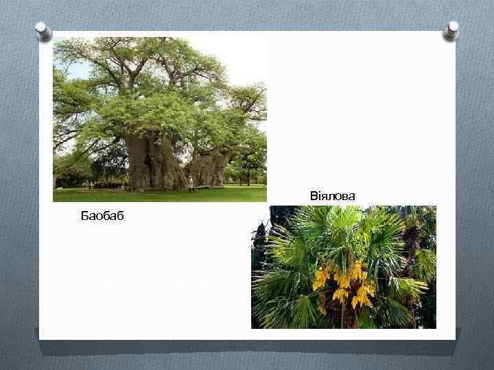 Віялова Баобаб 