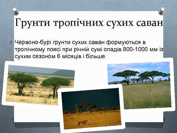 Грунти тропічних сухих саван O Червоно-бурі грунти сухих саван формуються в тропічному поясі при