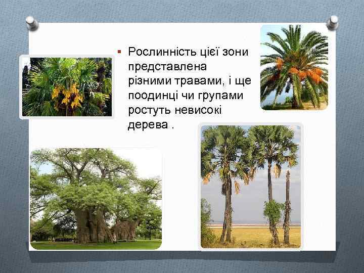 § Рослинність цієї зони представлена різними травами, і ще поодинці чи групами ростуть невисокі