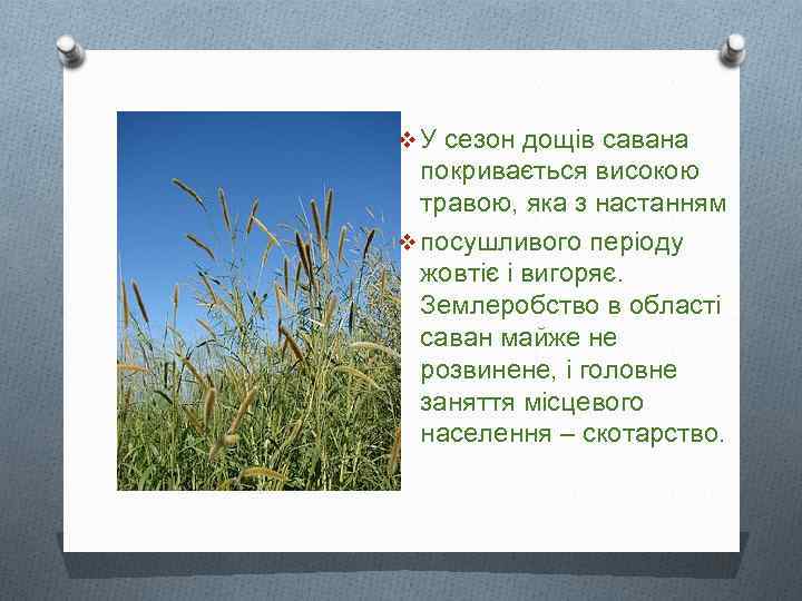 v У сезон дощів савана покривається високою травою, яка з настанням v посушливого періоду