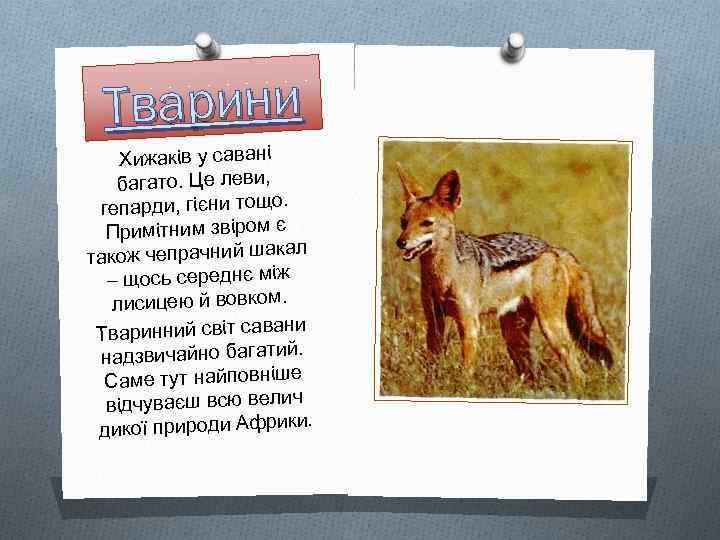 Тварини Хижаків у савані багато. Це леви, гепарди, гієни тощо. Примітним звіром є л