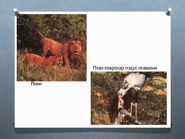 Птах-секретар годує пташеня Леви 