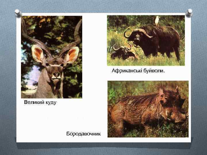 Африканські буйволи. Великий куду Бородавочник 