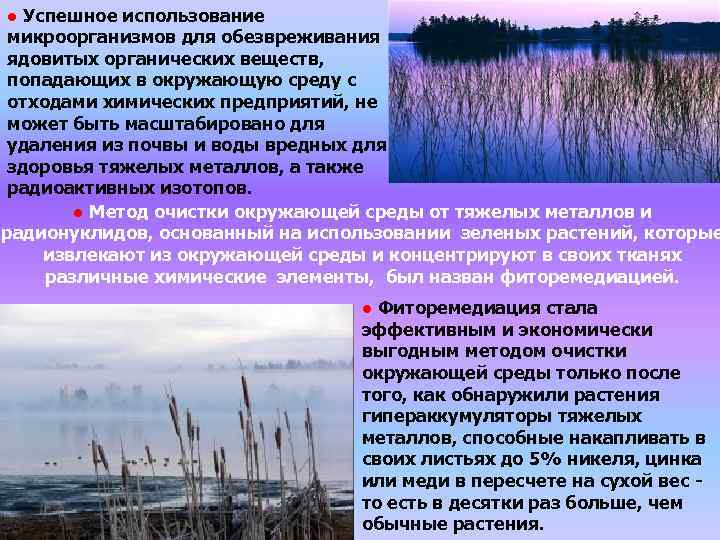 ● Успешное использование микроорганизмов для обезвреживания ядовитых органических веществ, попадающих в окружающую среду с