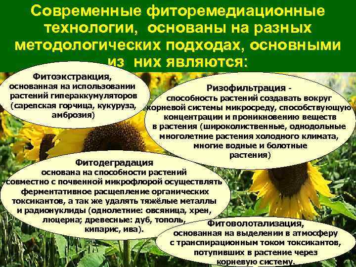 Современные фиторемедиационные технологии, основаны на разных методологических подходах, основными из них являются: Фитоэкстракция, Фитоэкстракция
