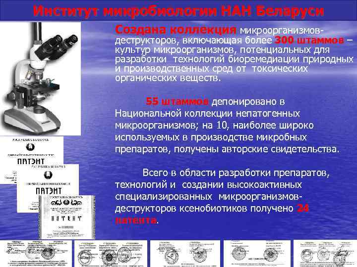 Институт микробиологии НАН Беларуси Создана коллекция микроорганизмов- деструкторов, включающая более 300 штаммов – культур