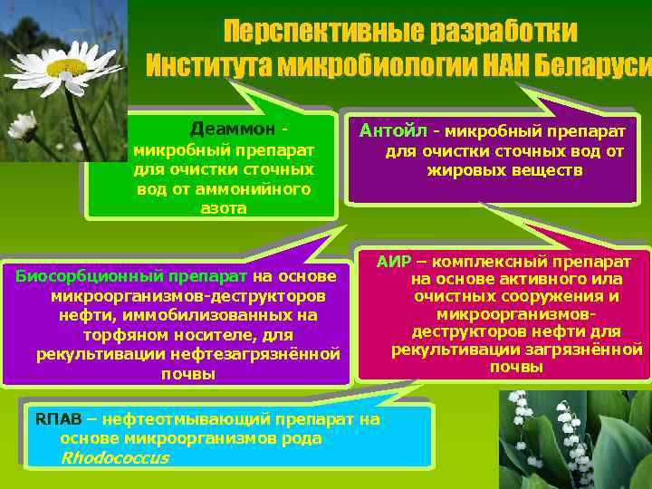 Перспективные разработки Института микробиологии НАН Беларуси Деаммон микробный препарат для очистки сточных вод от