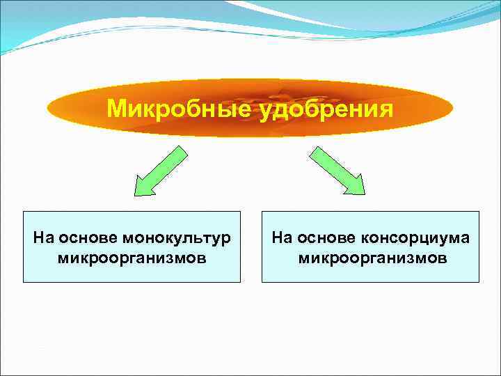 Микробные удобрения На основе монокультур микроорганизмов На основе консорциума микроорганизмов 