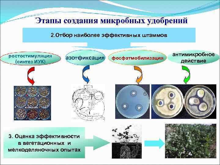 Бактериальные удобрения презентация