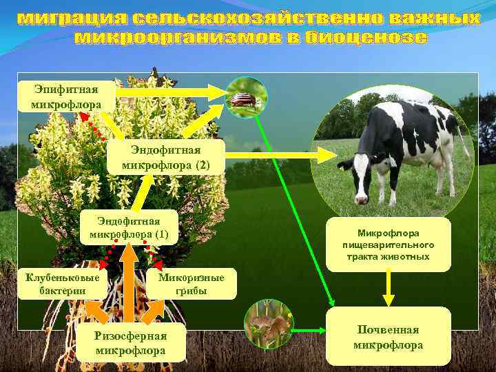 Эпифитная микрофлора Эндофитная микрофлора (2) Эндофитная микрофлора (1) Клубеньковые бактерии Микрофлора пищеварительного тракта животных