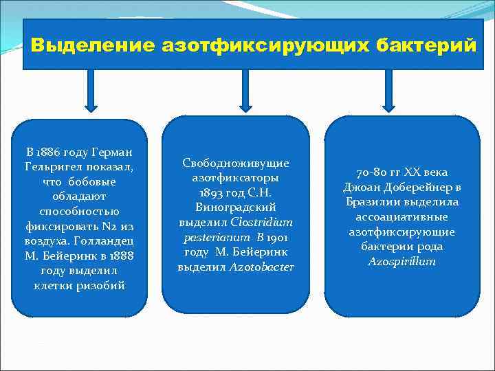 Выделение азотфиксирующих бактерий В 1886 году Герман Гельригел показал, что бобовые обладают способностью фиксировать