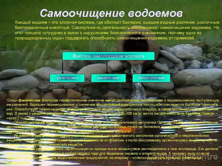 Самоочищение водоемов Каждый водоем – это сложная система, где обитают бактерии, высшие водные растения,
