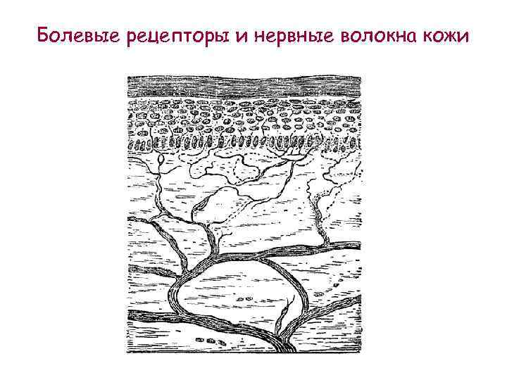 Болевые рецепторы и нервные волокна кожи 