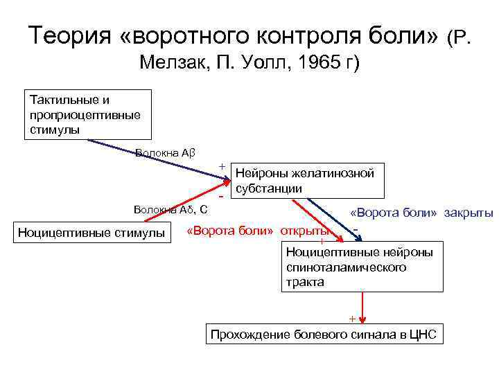 Теория «воротного контроля боли» (Р. Мелзак, П. Уолл, 1965 г) Тактильные и проприоцептивные стимулы