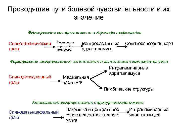 Проводящие пути болевой чувствительности и их значение Формирование восприятия места и характера повреждения Спиноталамический
