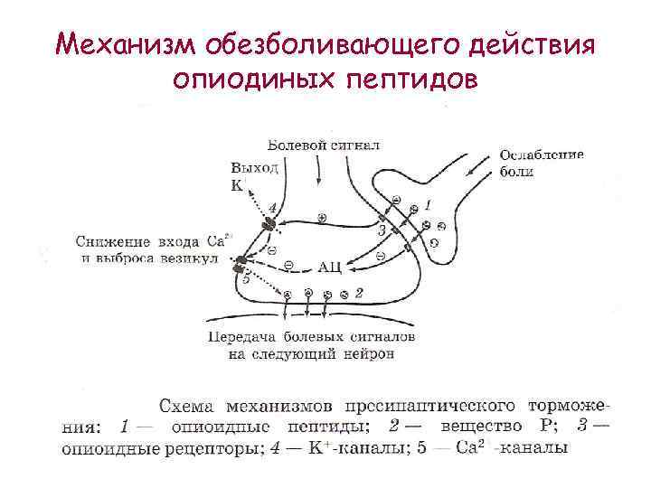 Механизм обезболивающего действия опиодиных пептидов 