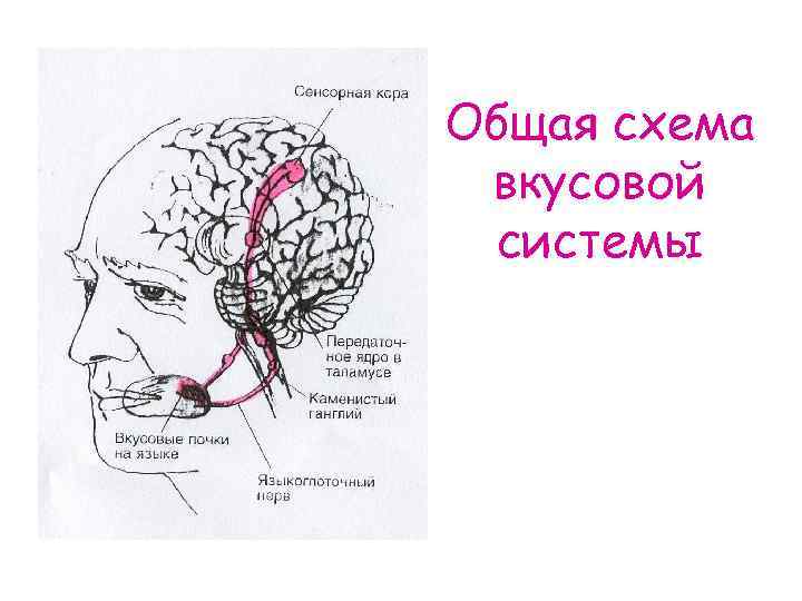 Общая схема вкусовой системы 