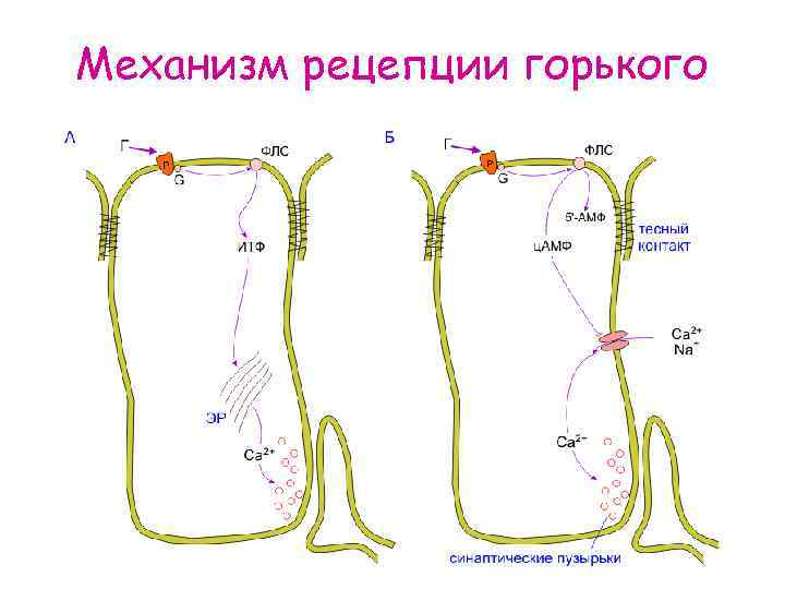 Механизм рецепции горького 