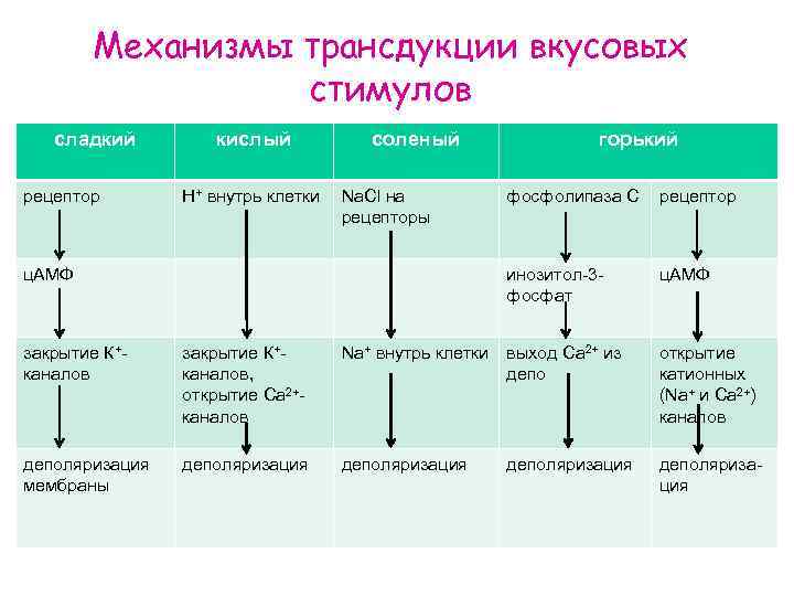 Механизмы трансдукции вкусовых стимулов сладкий рецептор кислый Н+ внутрь клетки соленый Na. Cl на