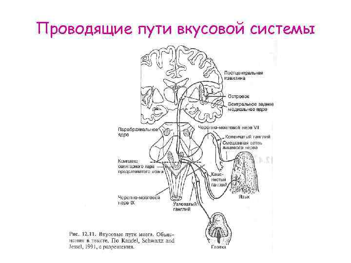 Схема вкусового анализатора по павлову