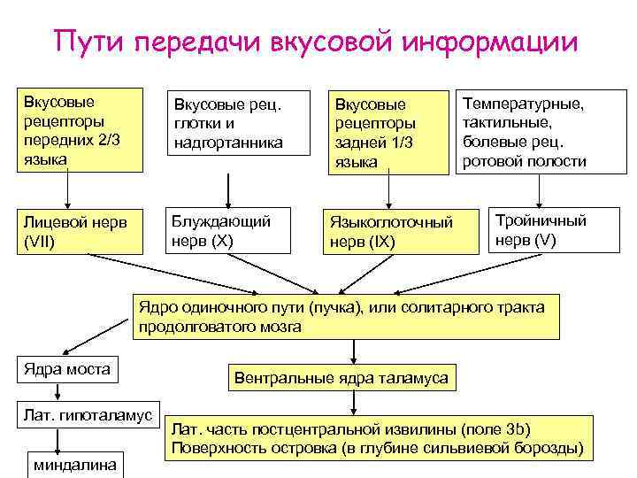 Пути передачи вкусовой информации Вкусовые рецепторы передних 2/3 языка Вкусовые рец. глотки и надгортанника