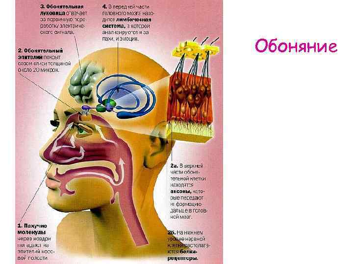 Зона языка отмеченная на рисунке