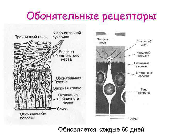 Обонятельные рецепторы Обновляется каждые 60 дней 