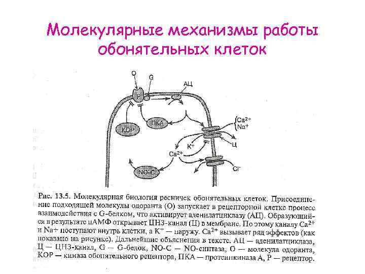 Молекулярные механизмы работы обонятельных клеток 