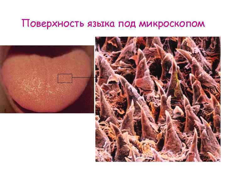 Поверхность языка под микроскопом 