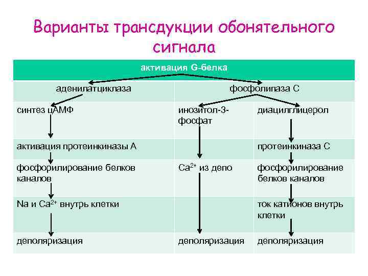 Варианты трансдукции обонятельного сигнала активация G-белка аденилатциклаза синтез ц. АМФ фосфолипаза С инозитол-3 фосфат