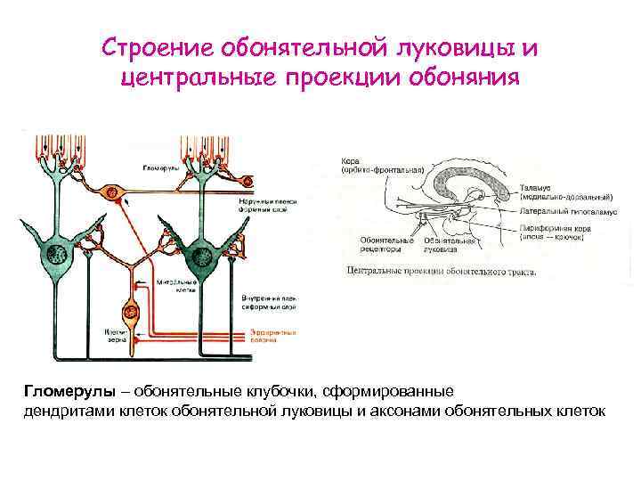 Строение обонятельной луковицы и центральные проекции обоняния Гломерулы – обонятельные клубочки, сформированные дендритами клеток