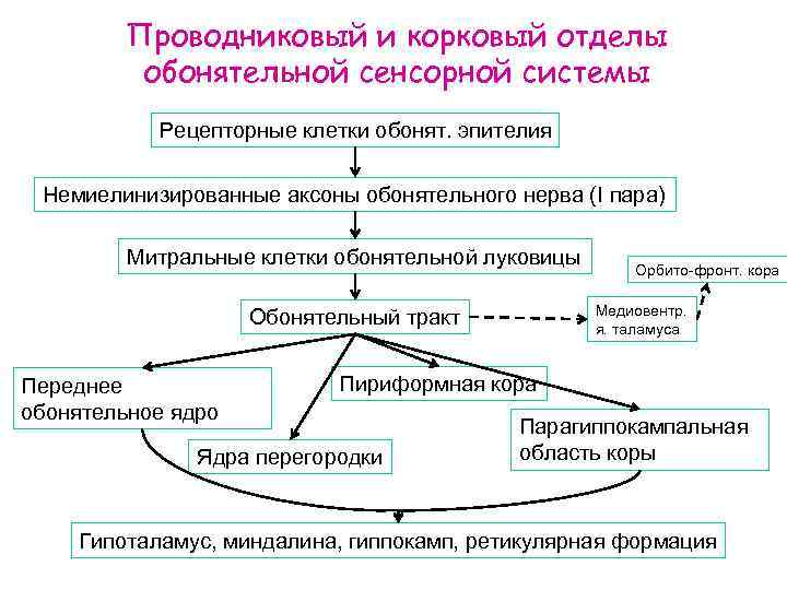 Проводниковый и корковый отделы обонятельной сенсорной системы Рецепторные клетки обонят. эпителия Немиелинизированные аксоны обонятельного