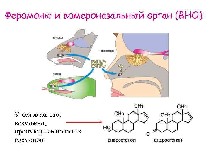 Феромоны и вомероназальный орган (ВНО) У человека это, возможно, производные половых гормонов 