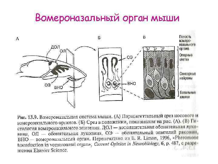 Вомероназальный орган мыши 