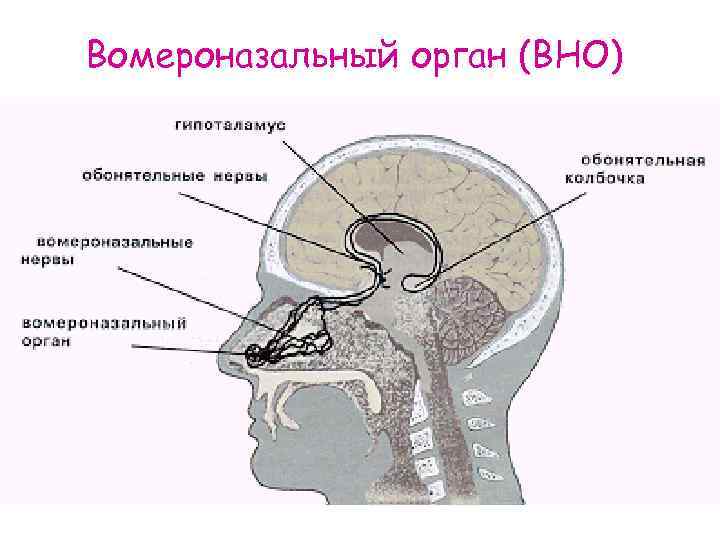 Вомероназальный орган (ВНО) 