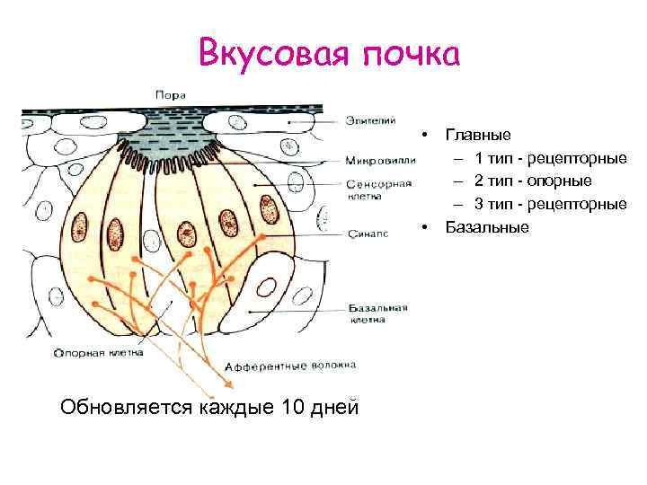 Вкусовая почка • • Обновляется каждые 10 дней Главные – 1 тип - рецепторные