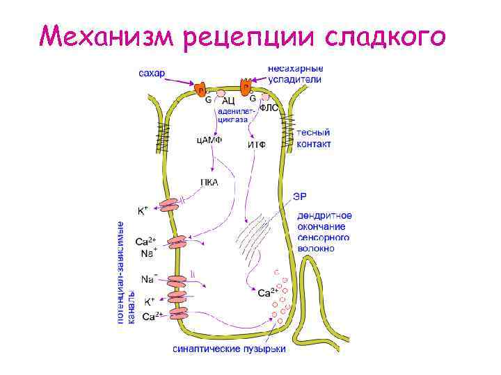 Механизм рецепции сладкого 