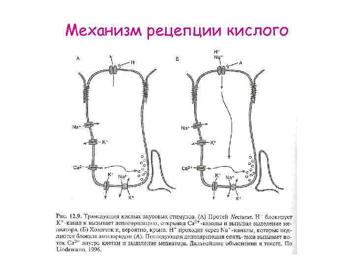 Механизм рецепции кислого 
