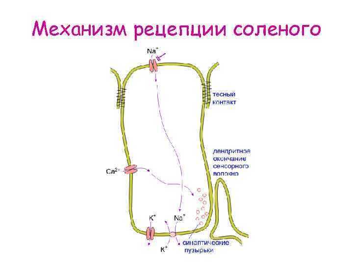 Механизм рецепции соленого 