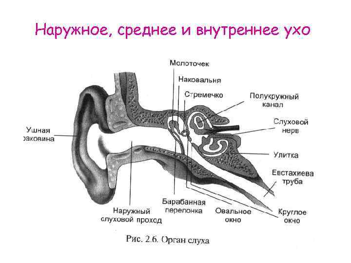 Опишите строение и работу среднего уха. Наружное ухо среднее ухо внутреннее ухо. Строение уха наружное среднее внутреннее. Строение уха человека наружное среднее внутреннее. Наружное ухо среднее ухо внутреннее.