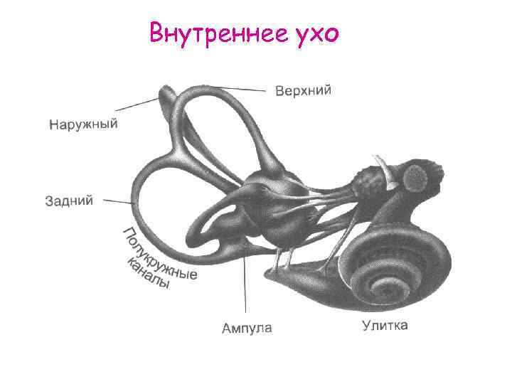 Составные части внутреннего уха. Строение внутреннего уха. Полукружные каналы внутреннего уха ампулы. Преддверие Лабиринта внутреннего уха. Элементом внутреннего уха является.