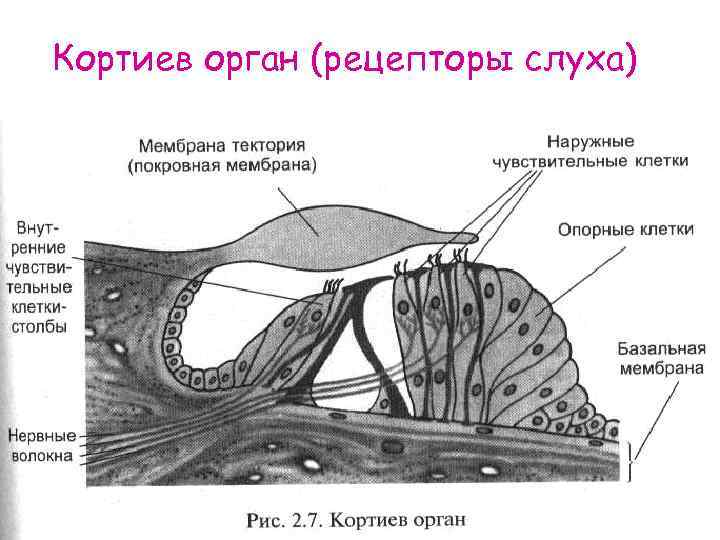 Чувствительные клетки внутреннего уха. Кортиев орган волосковые клетки. Схема строения Кортиева органа. Внутреннее ухо Кортиев орган. Кортиев орган покровная мембрана.