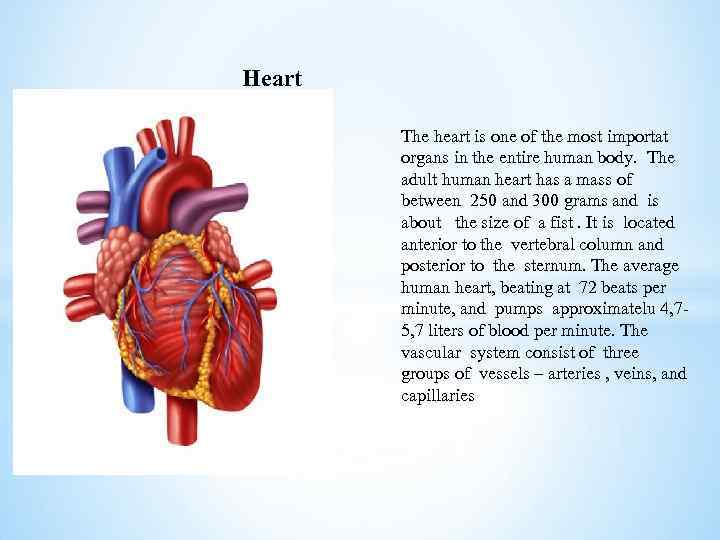 Heart The heart is one of the most importat organs in the entire human