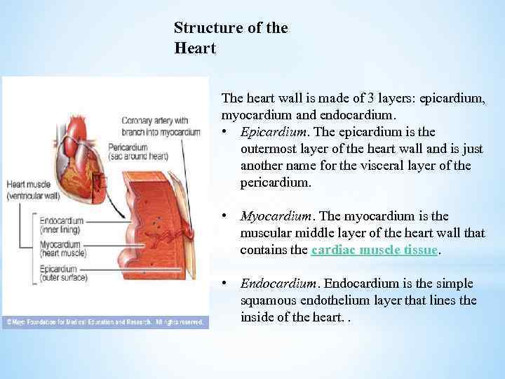 Structure of the Heart The heart wall is made of 3 layers: epicardium, myocardium