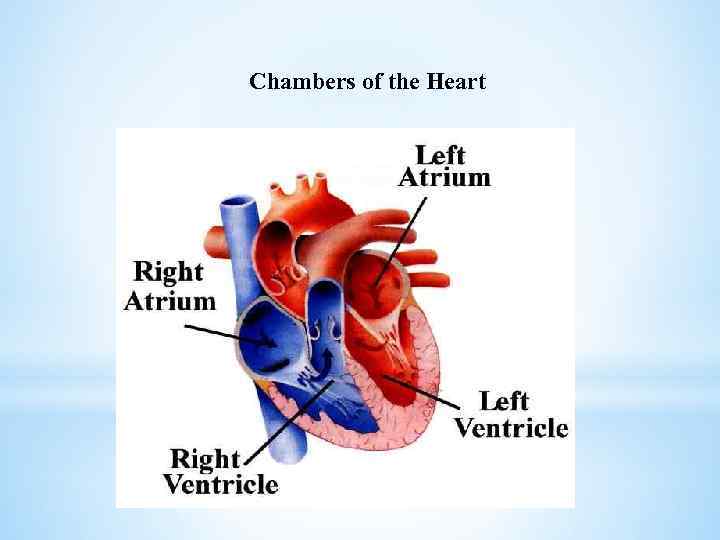 Chambers of the Heart 